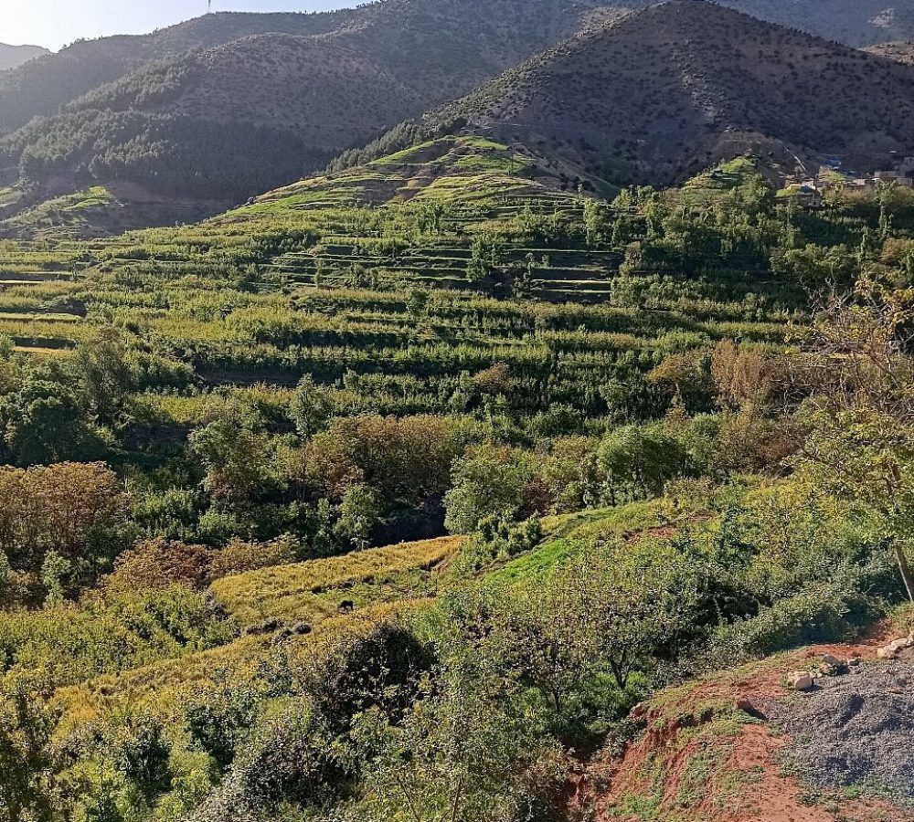 sidi sidi